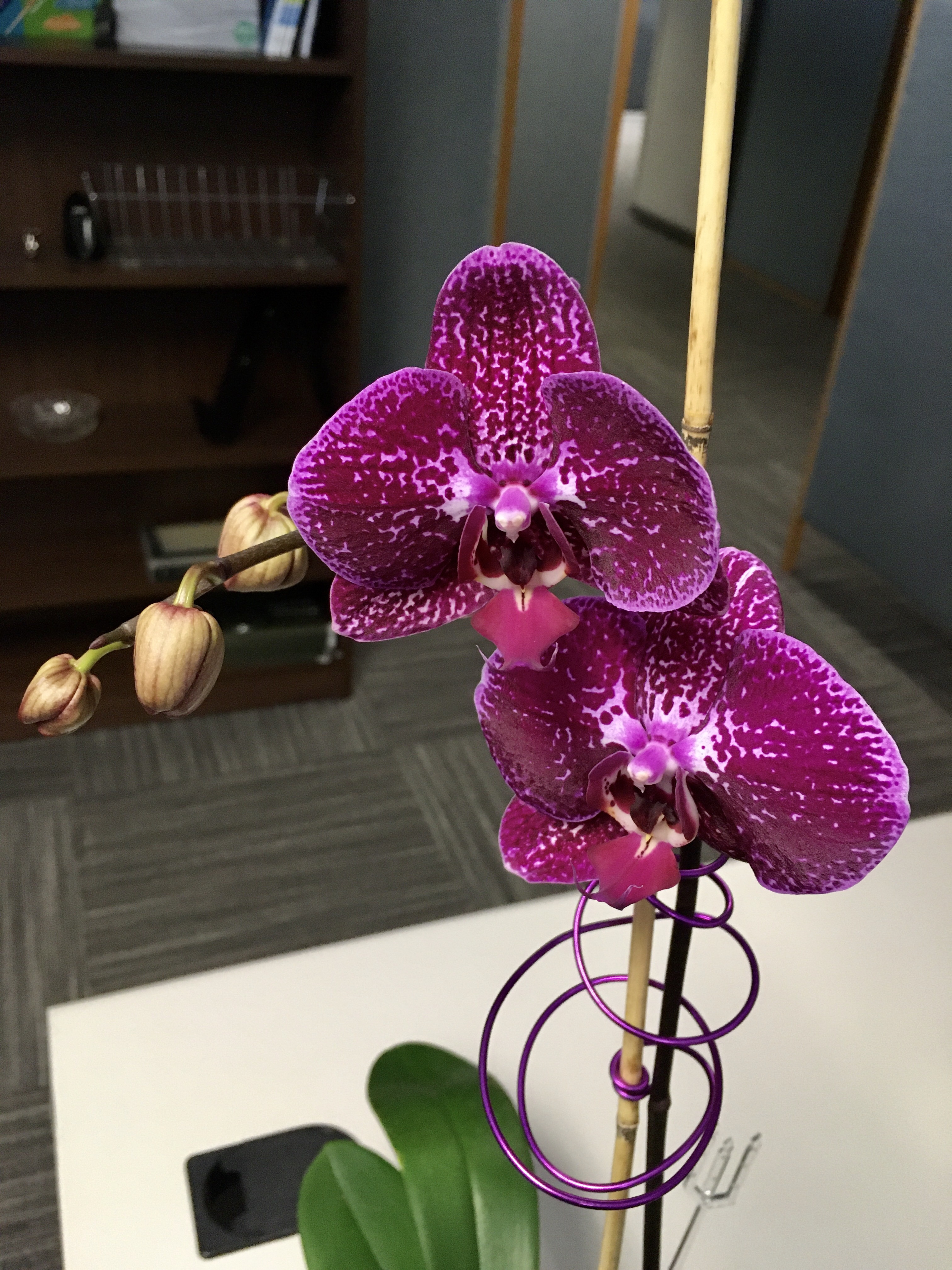 Orchid Care