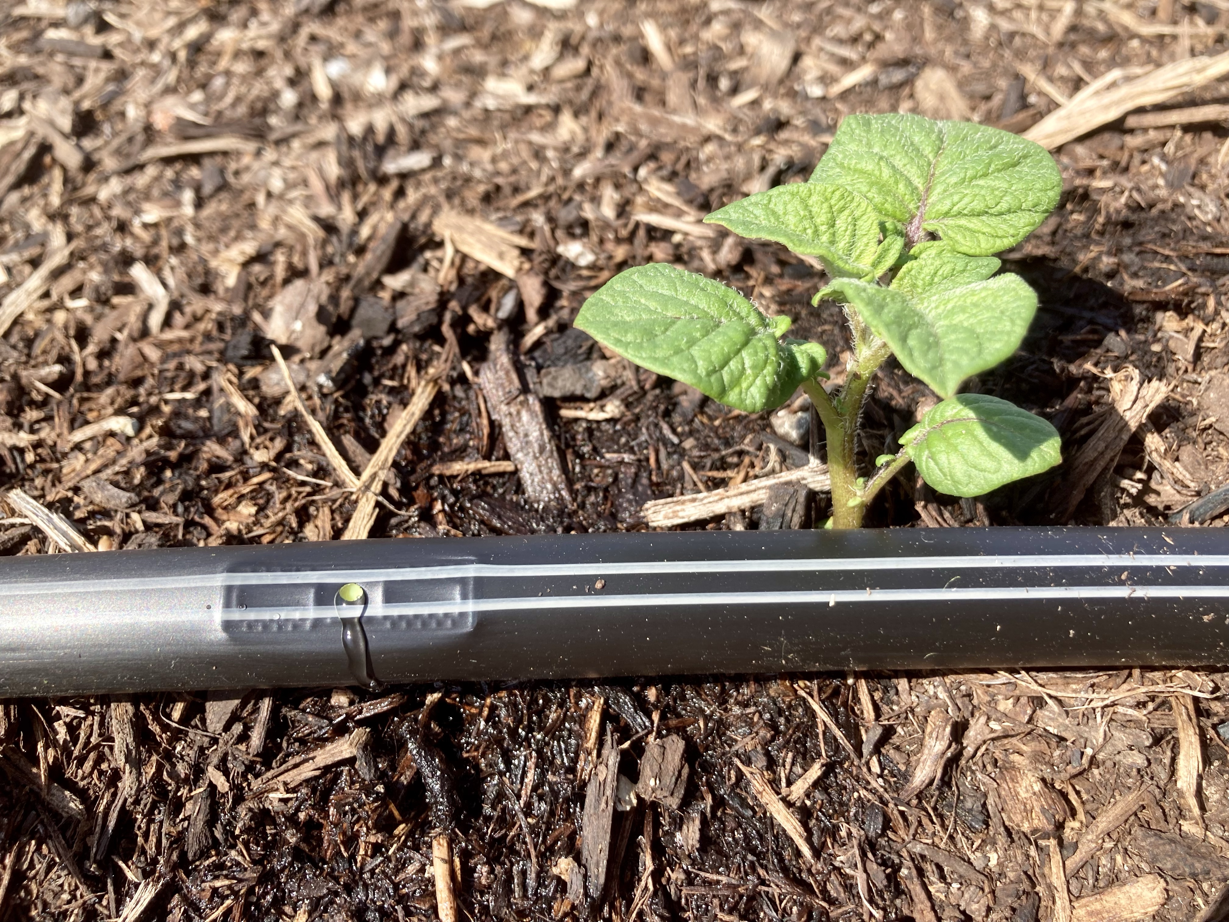 Drip Irrigation